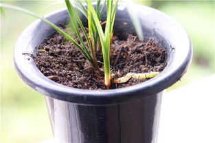 花期将至 细叶下山精品大花大圆舌素引种苗，零元起惠拍