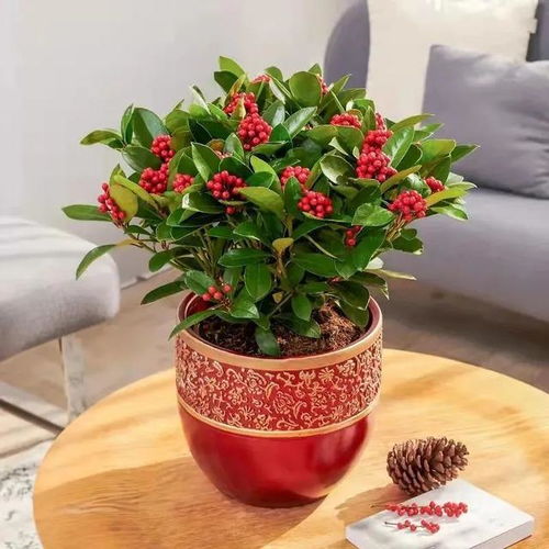 你家的氛围组就位了吗？盘点10款喜庆又好看的“年宵花”